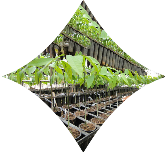 Drought resistance studies on RRII clones