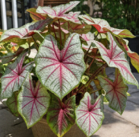 Foliage & Decorative Plants for Outdoor Settings