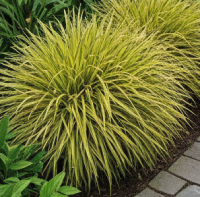 Foliage & Decorative Plants for Outdoor Settings