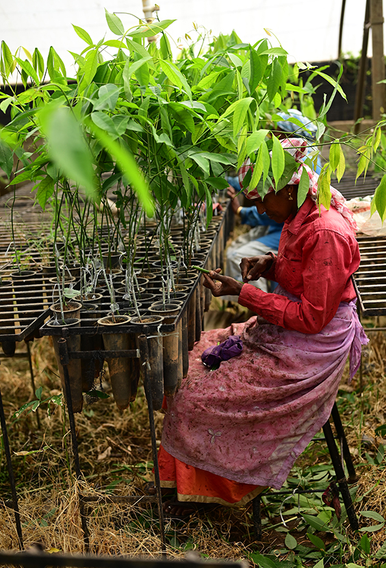 High Budding Success Rate