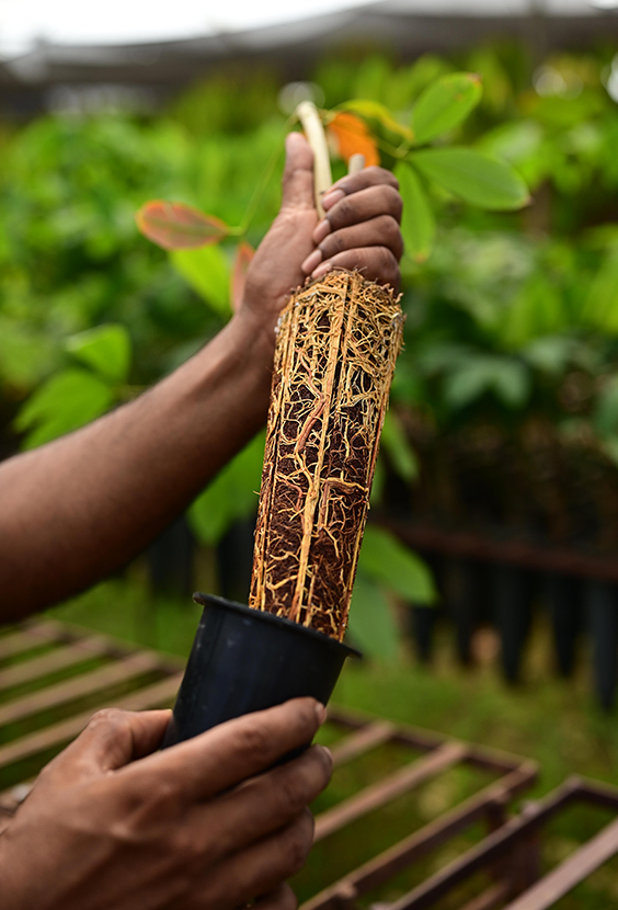 Preservation of Roots