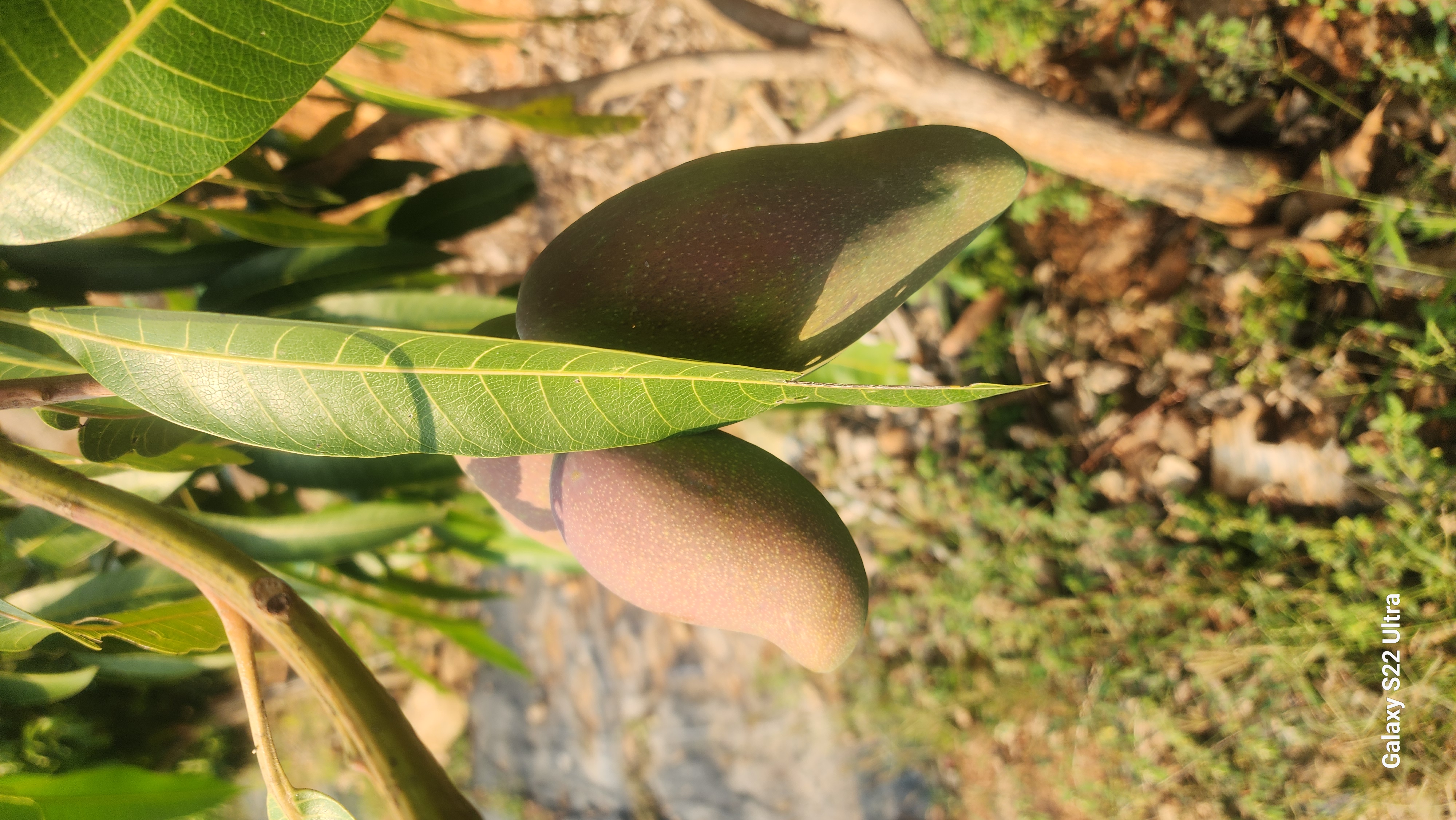 horticulture Nursery