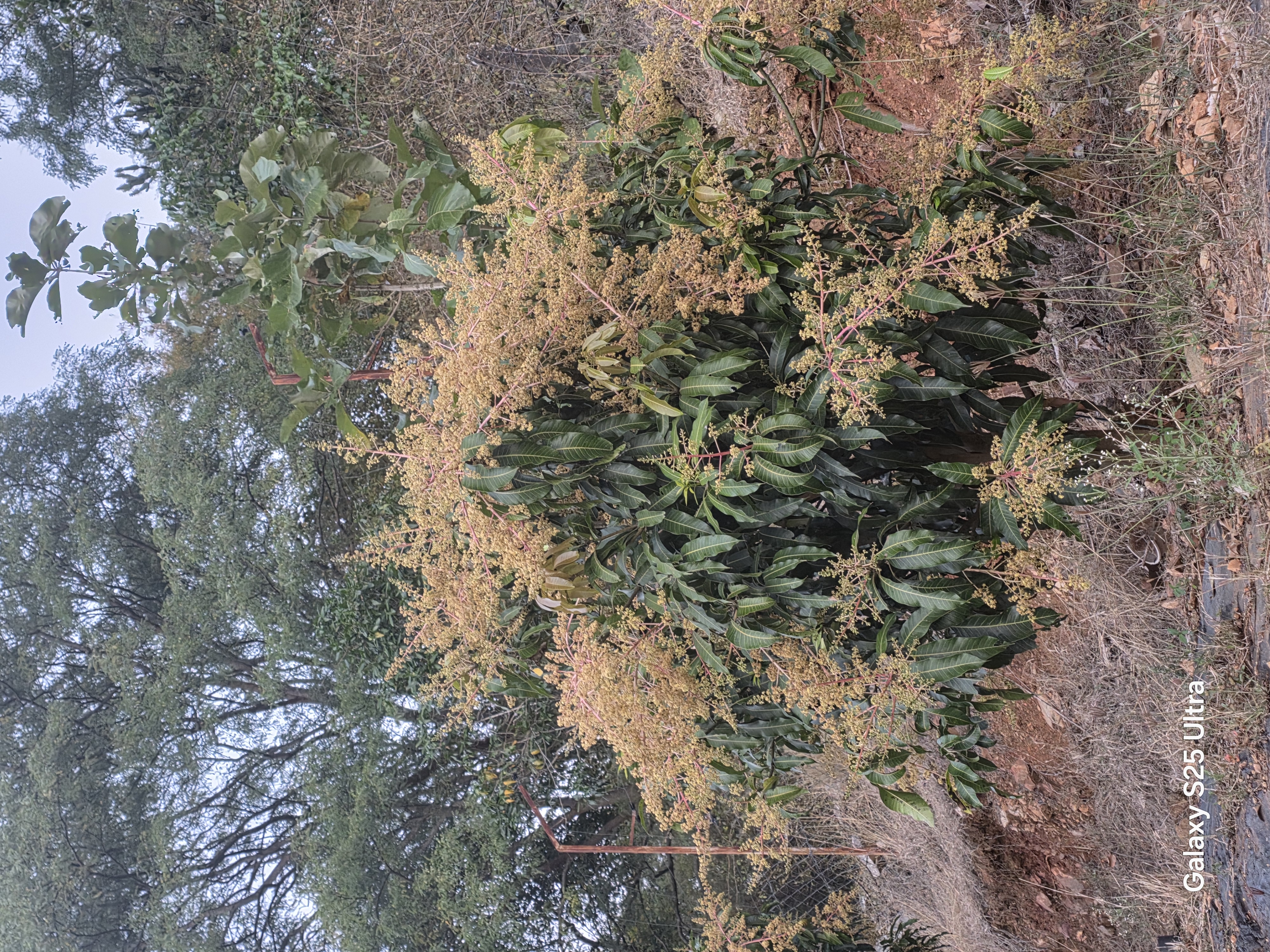 horticulture Nursery