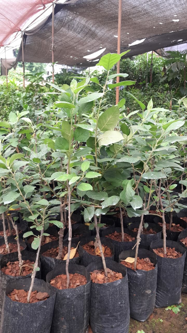 horticulture Nursery