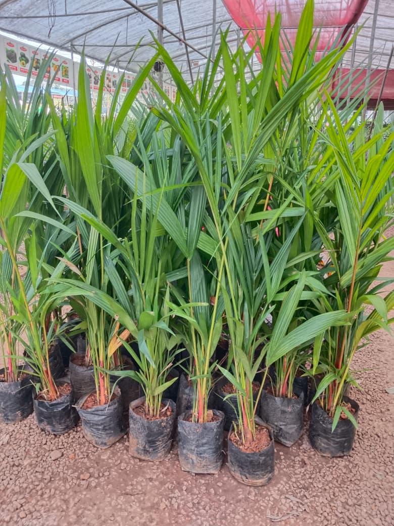 horticulture Nursery