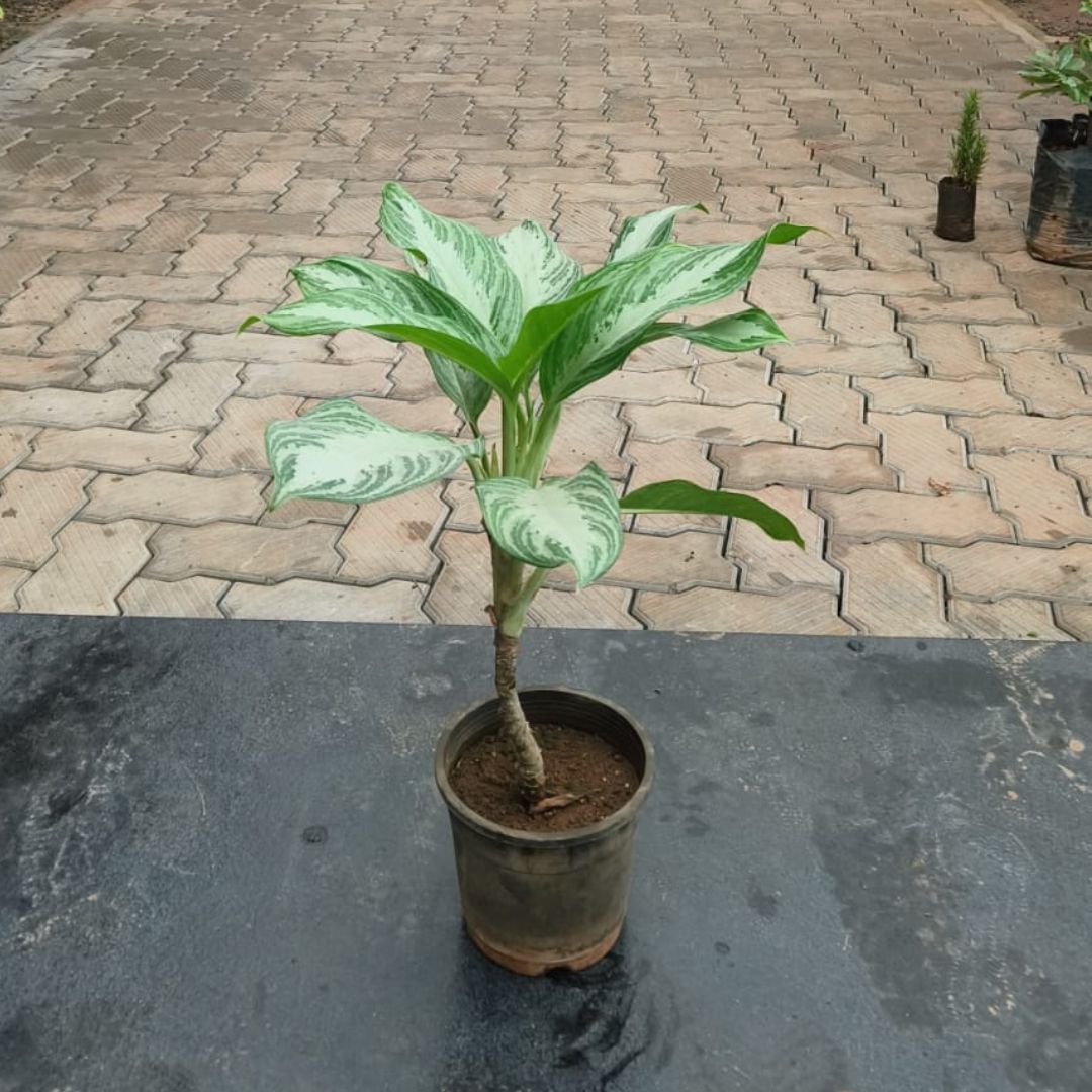 Aglaonema - Green