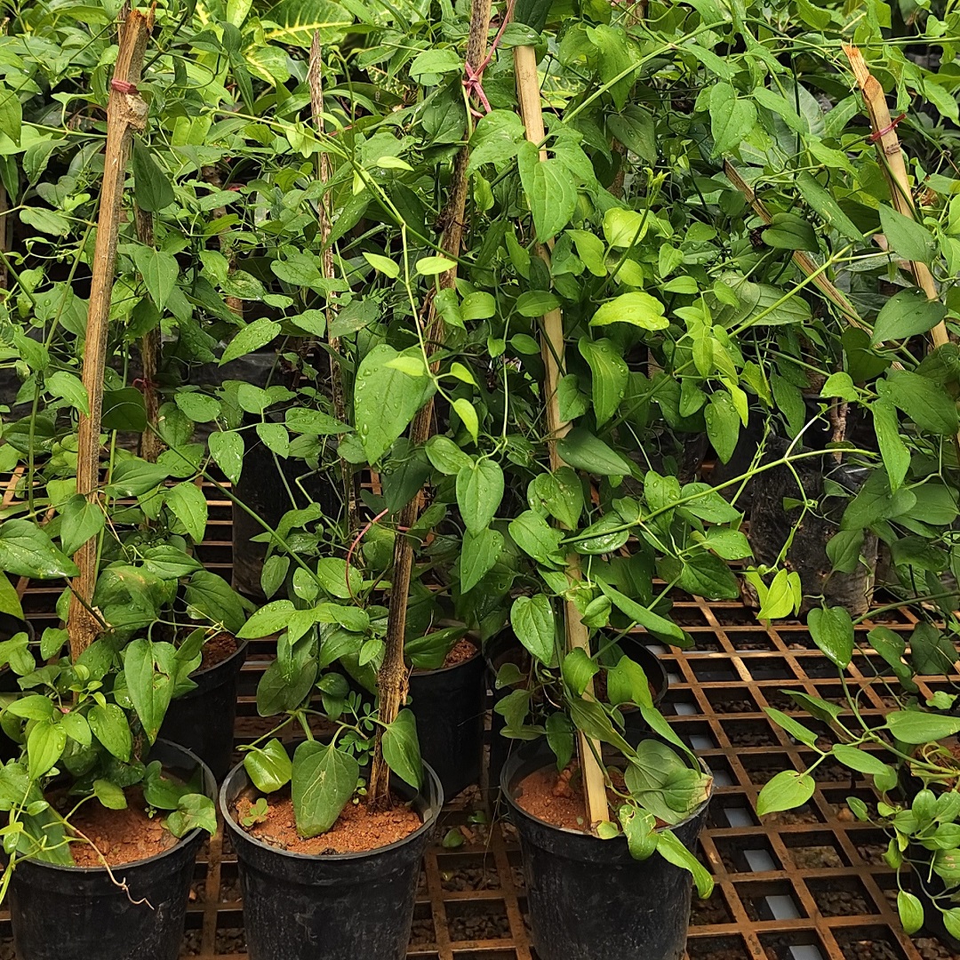 Bridal Bouquet (bridal Bokka)