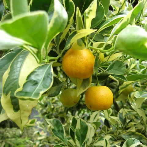 Bush Orange - Variegated
