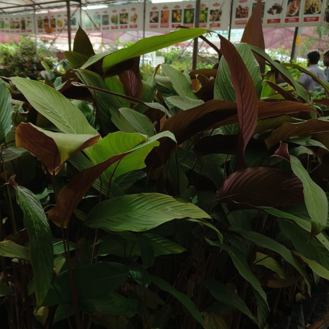 Calathea Lutea - Red