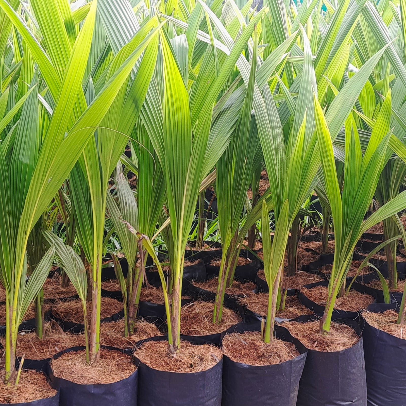 Coconut - Gangabondam