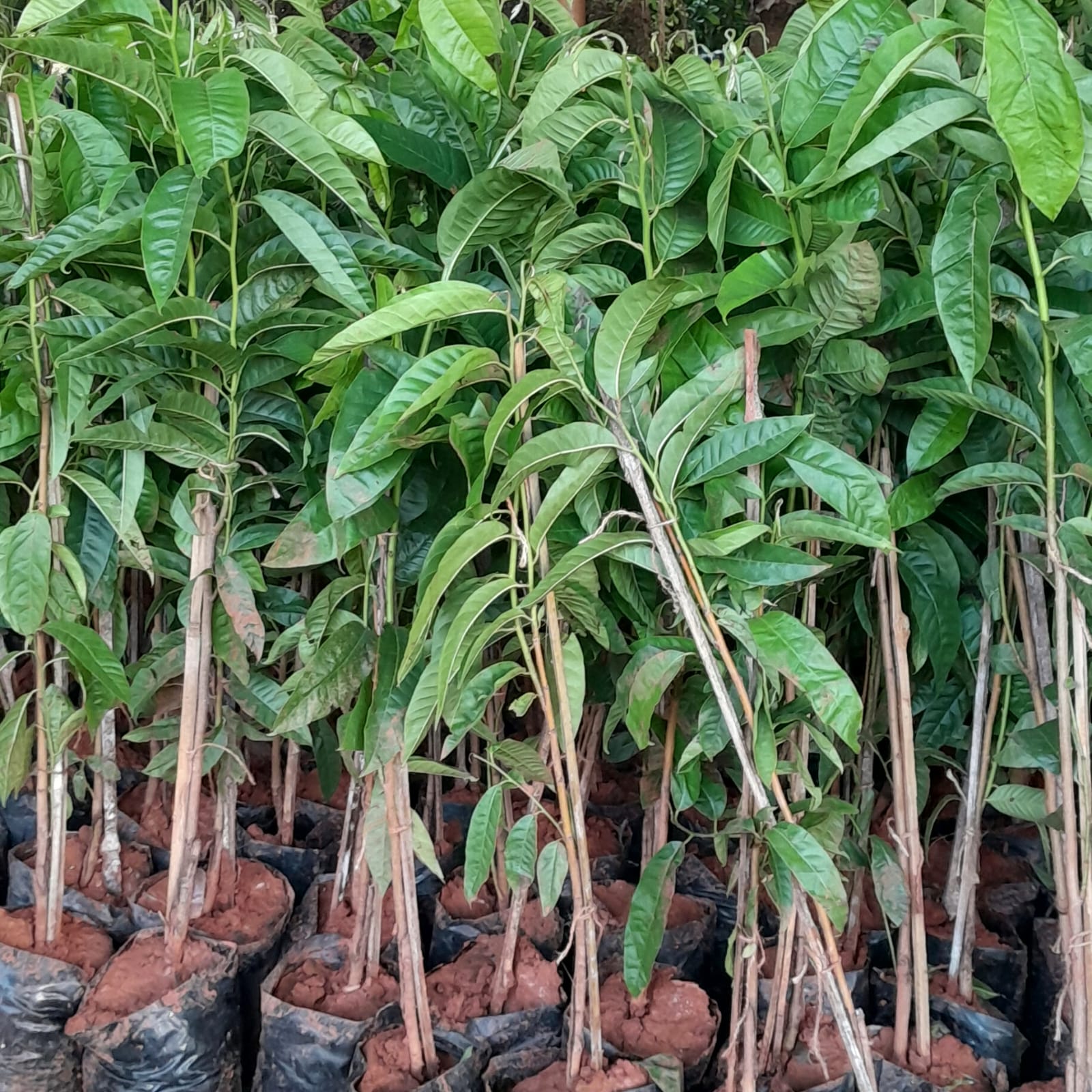 Custard Apple [athachakka]