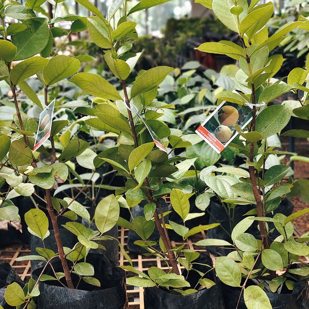 Guava Strawberry Yellow