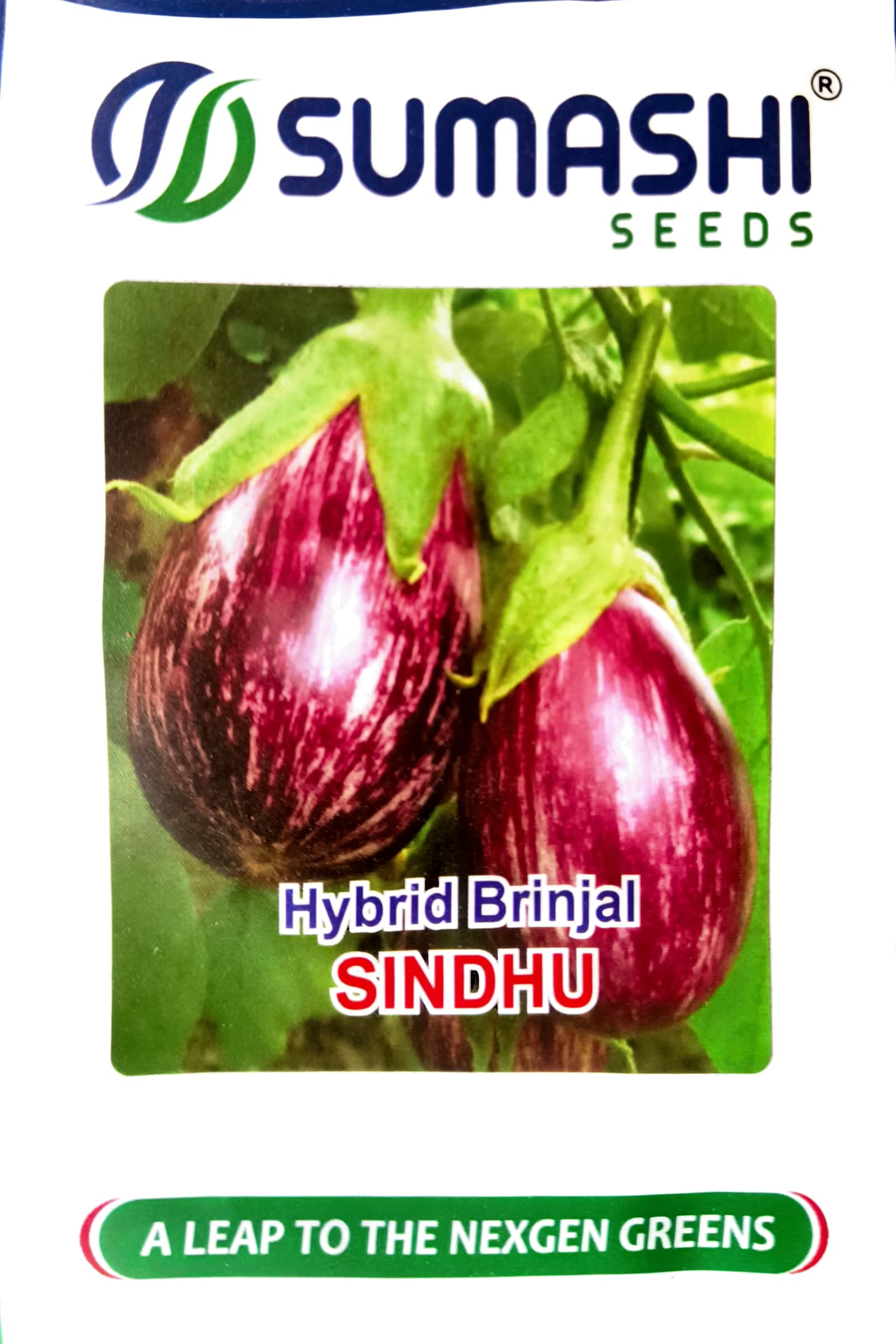 Hybrid Brinjal - Seeds (sindhu)