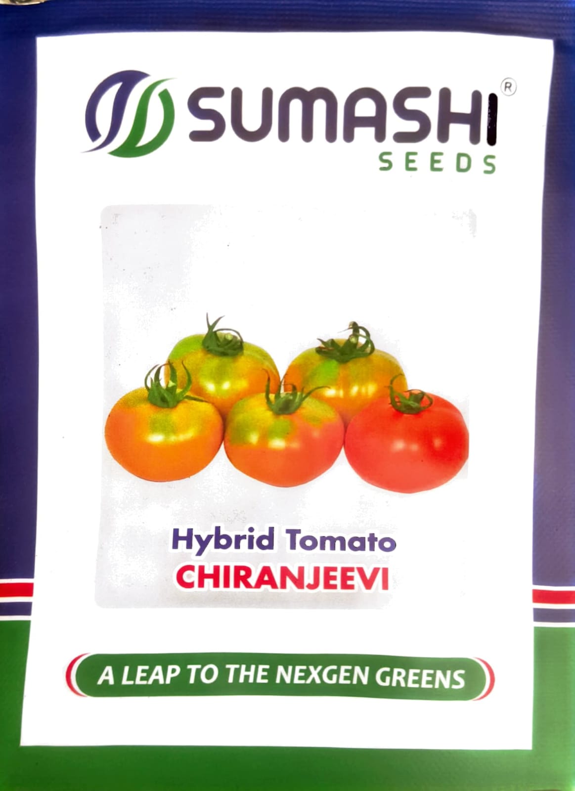 Hybrid Tomato - Seeds (chiranjeevi)