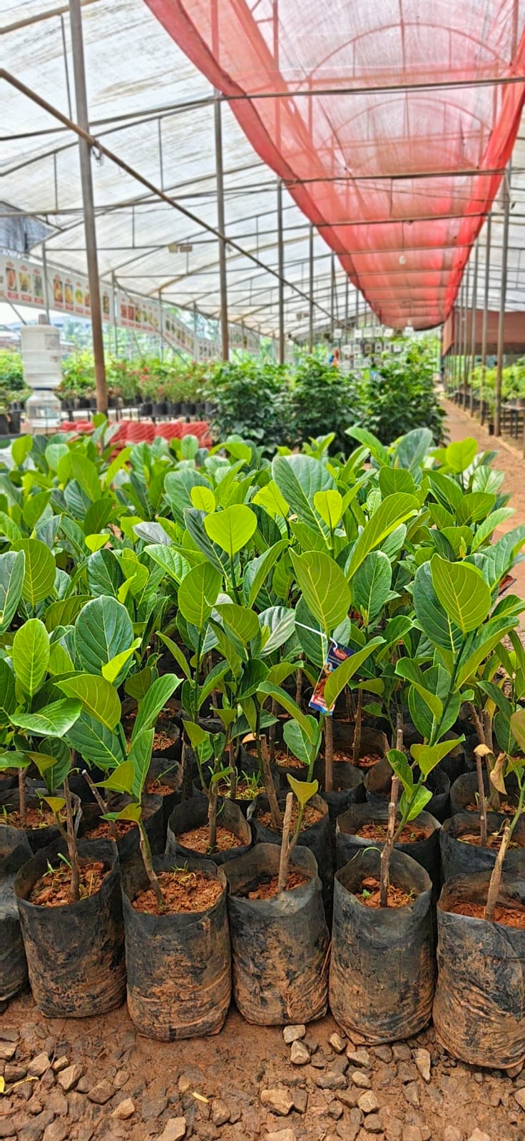 Jack Fruit - Chembarathi Varika
