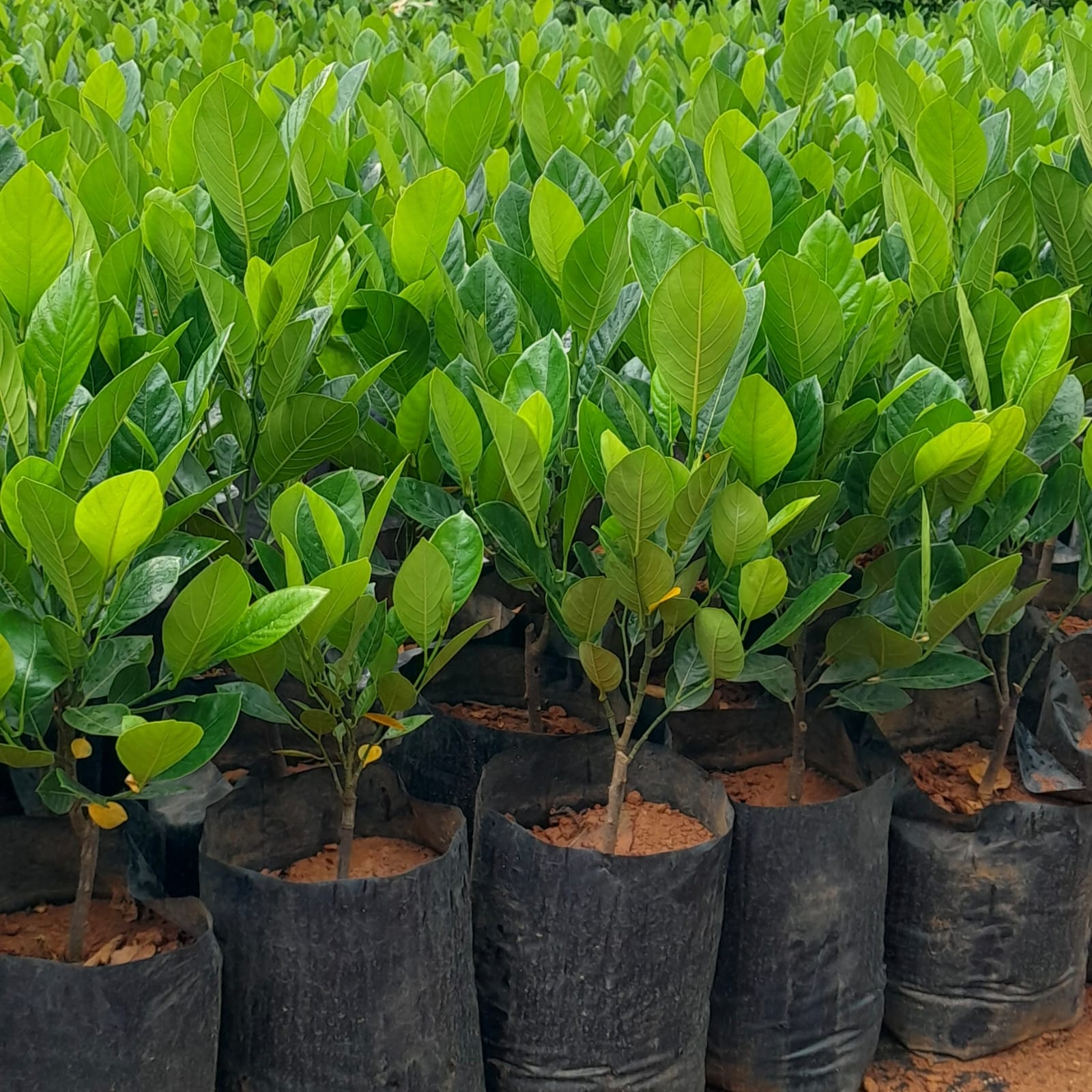 Jack Fruit - Malaysian J33