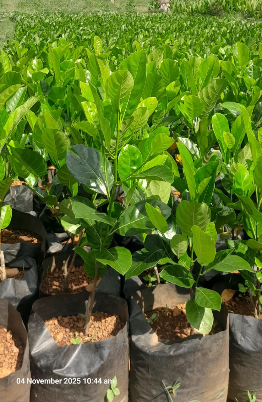 Jack Fruit - Vietnam Early/all Season