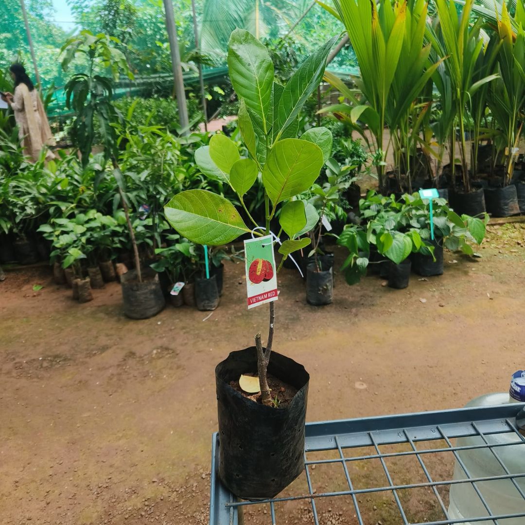 Jack Fruit - Vietnam Red