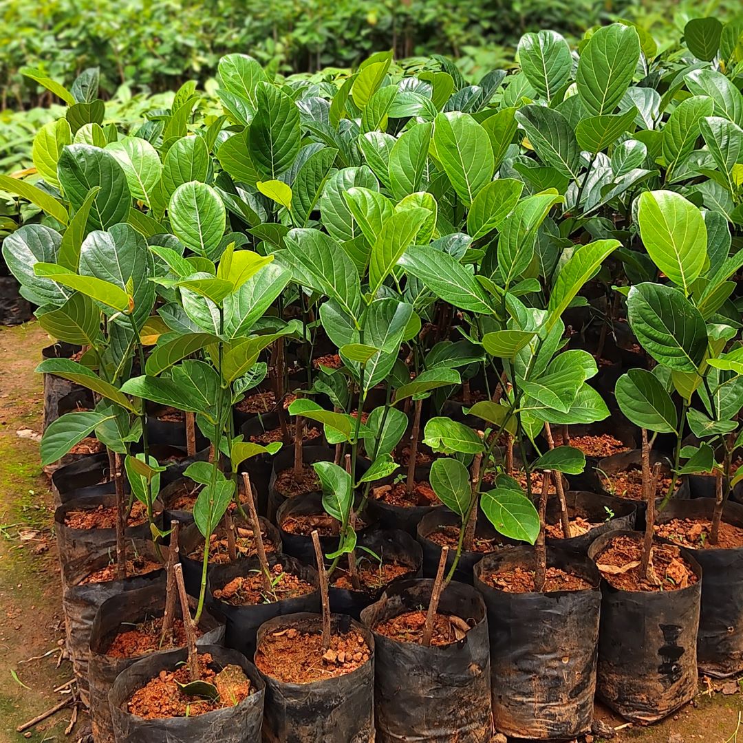 Jack Fruit - Chembarathi Varika