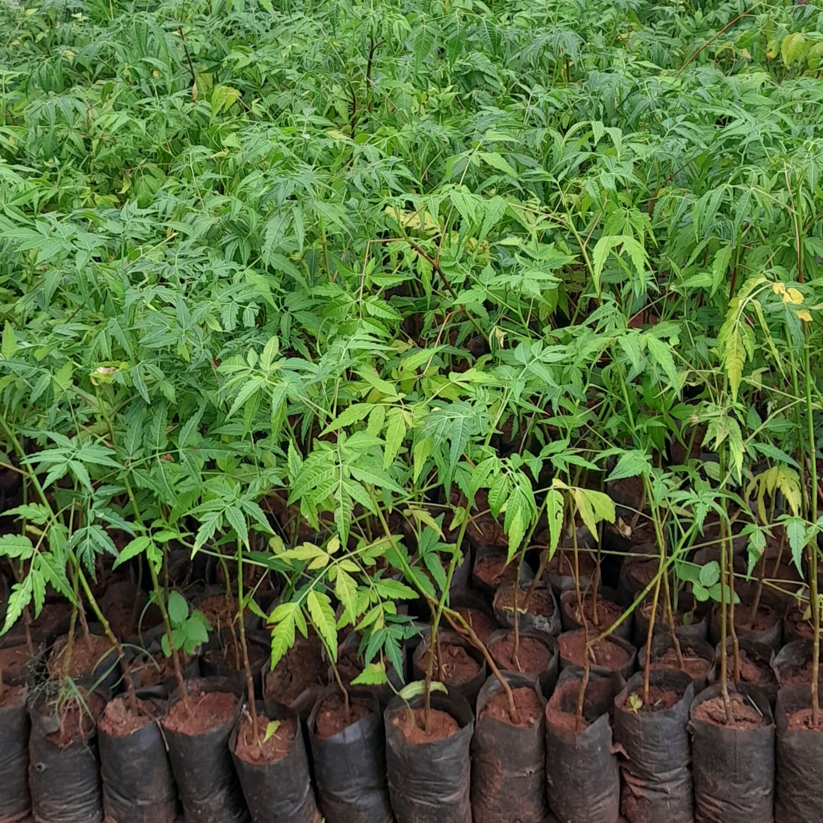 Malaveppu (melia Dubia)