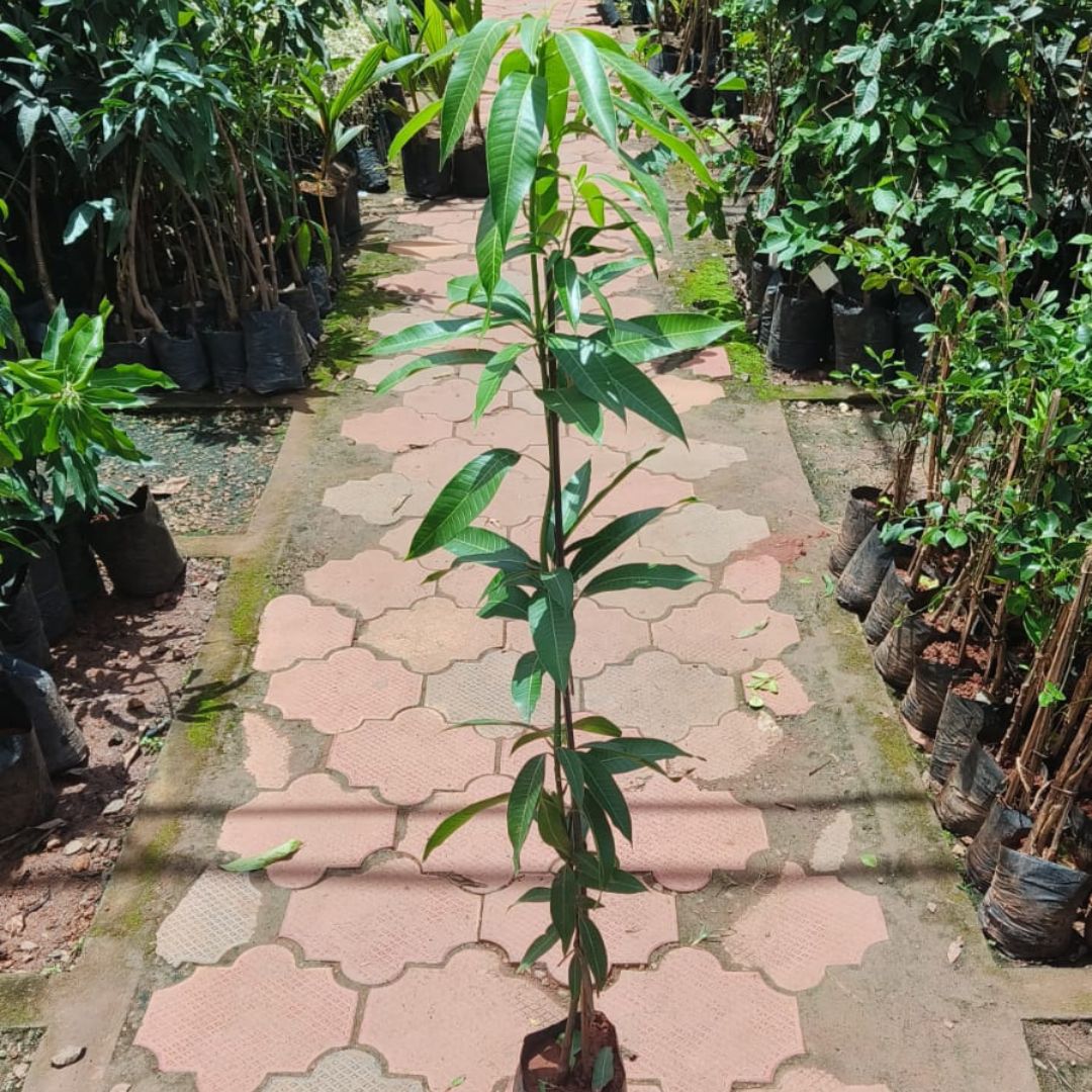 Mango - Banganapally