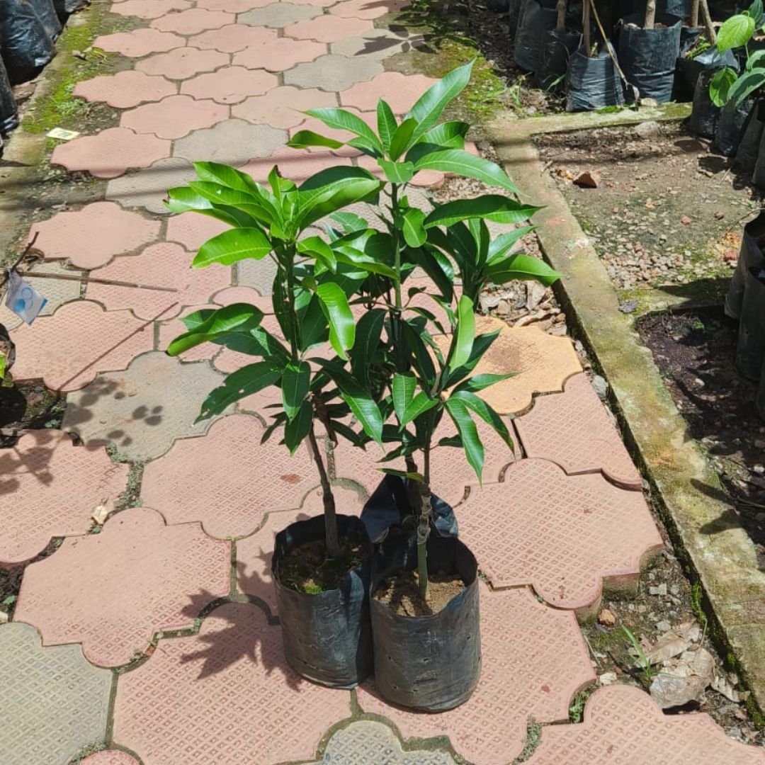 Mango - Chandrakkaran