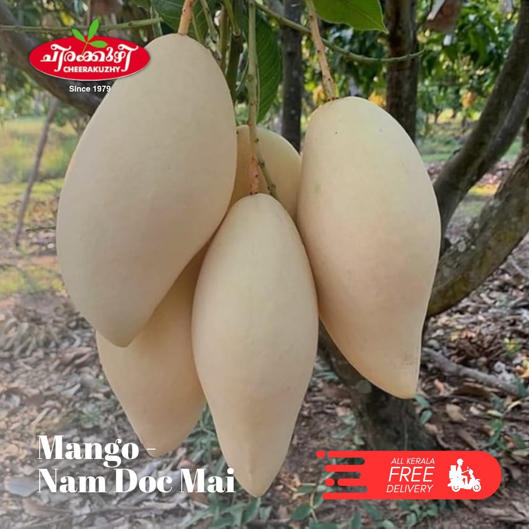 Mango - Nam Dok Mai