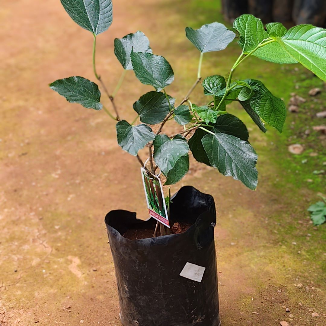 Mulberry - Brazilian