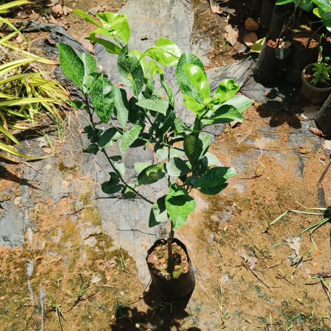 Musambi Malta