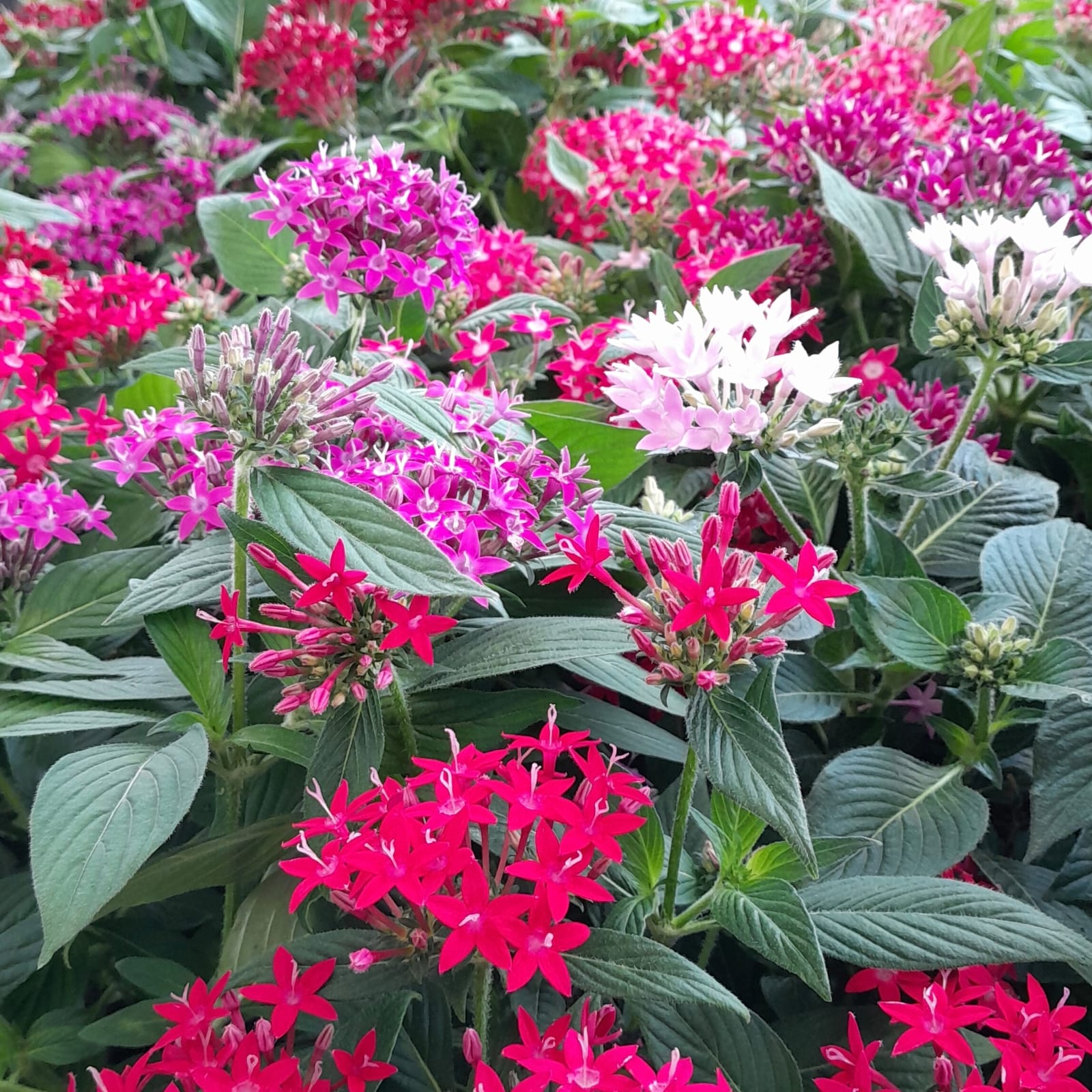 Pentas