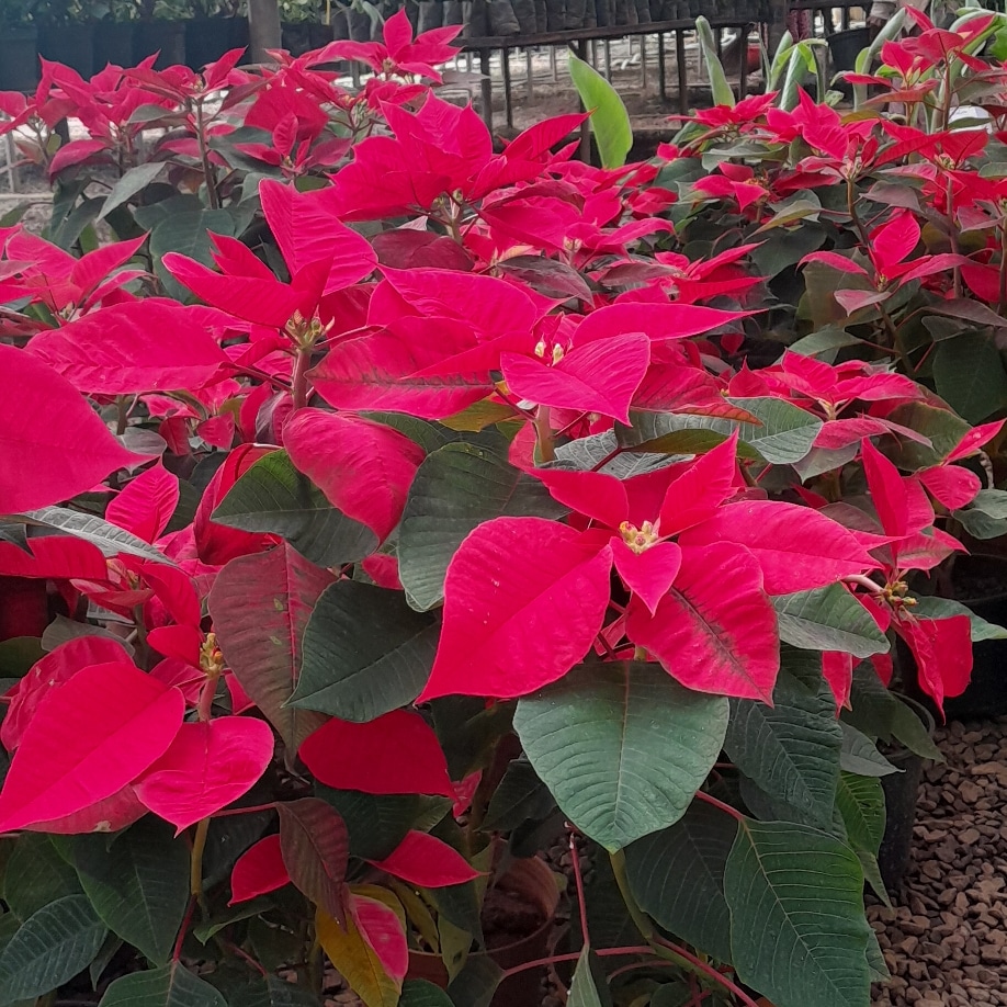 Poinsettia