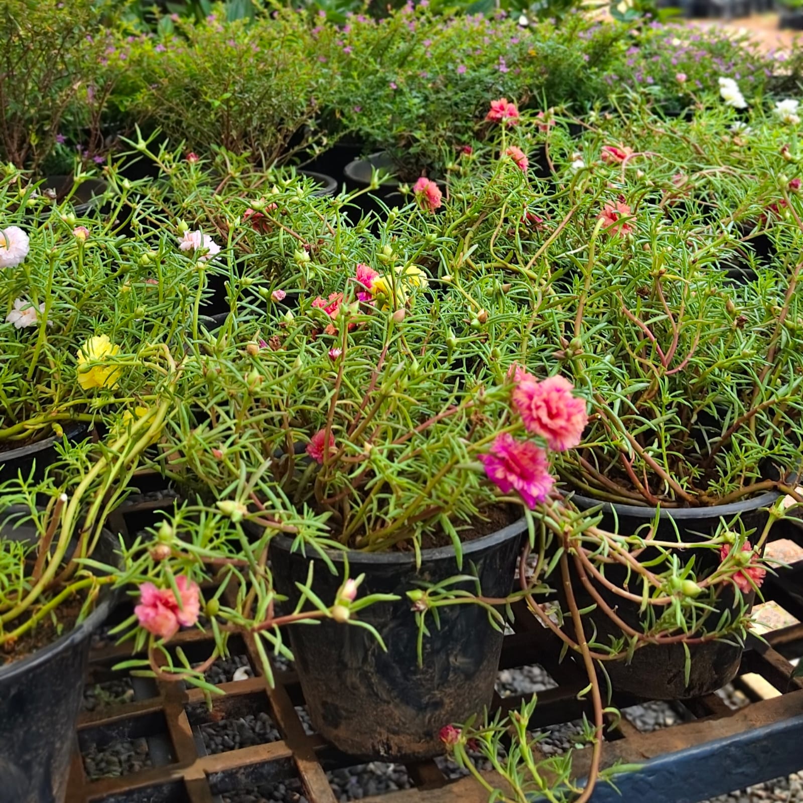 Portulaca
