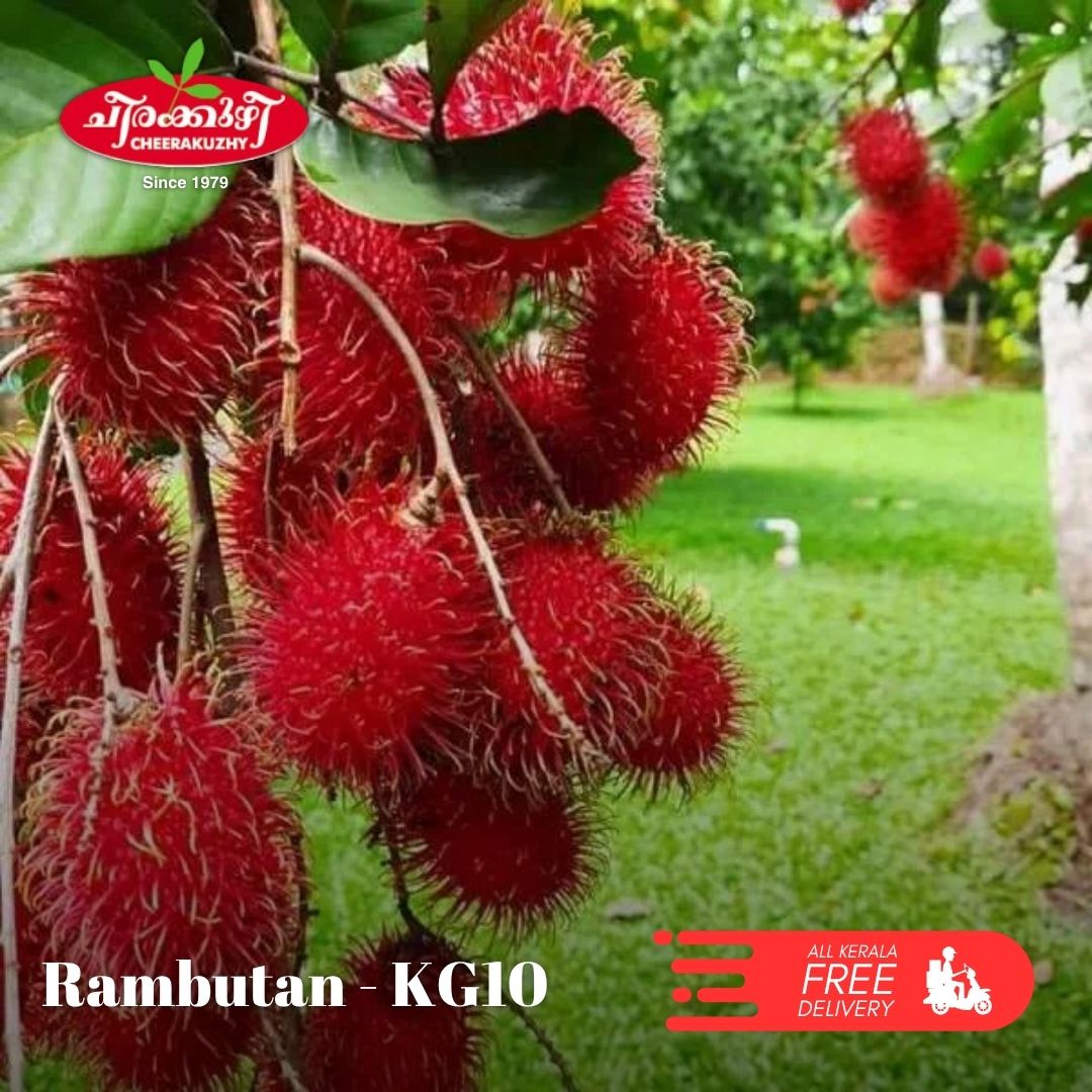 Rambuttan - Kg10