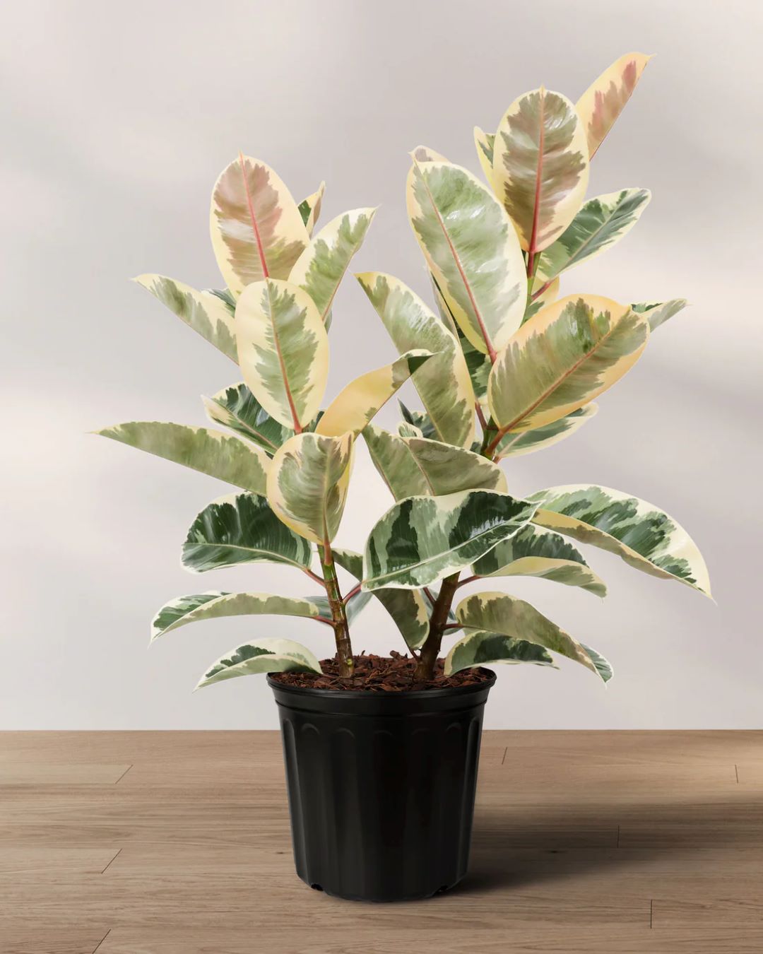 Rubber Plant - Veriegated