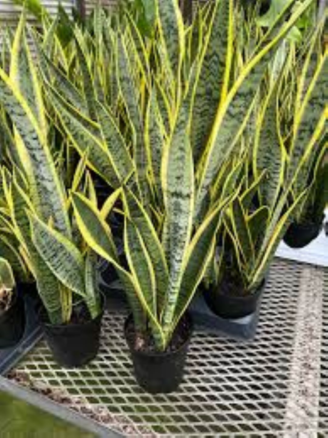 Sansevieria (Snake Plant)