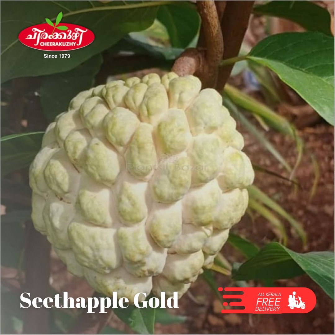 Seethapple - Golden