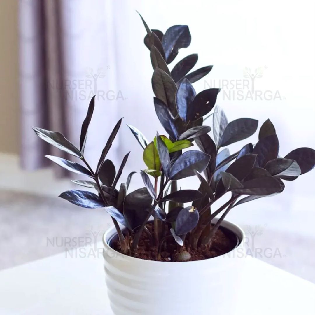 Zamio Culcas (ZZ Plant) - Black