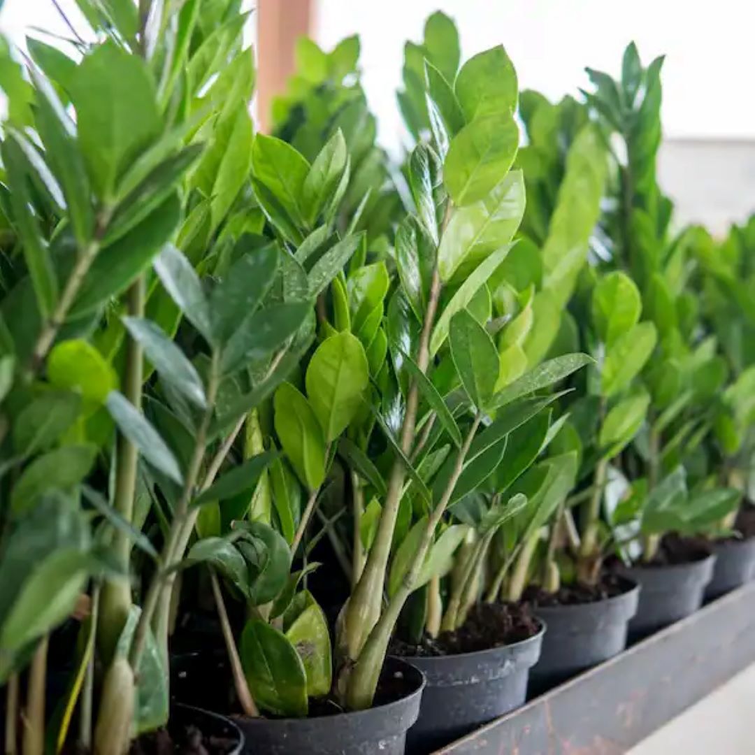 Zamio Culcas (ZZ Plant) - Green